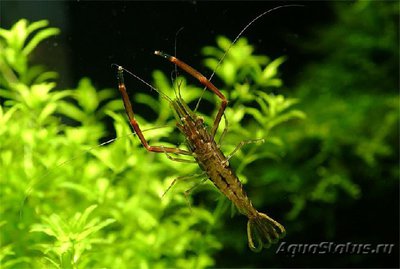 Креветка японская речная ( Macrobrachium nipponense )