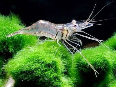 Креветка индийская стеклянная ( Macrobrachium ehemals )