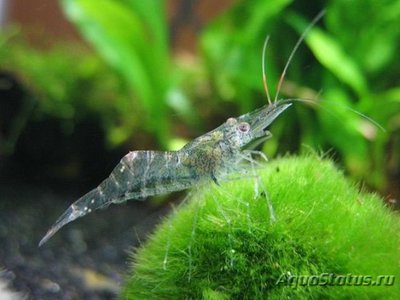 Креветка индийская стеклянная ( Macrobrachium ehemals )