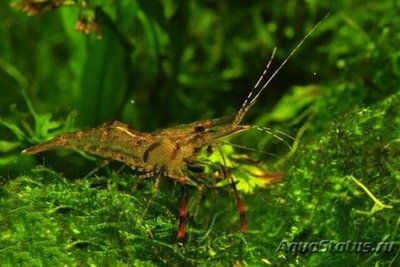 Фото Креветка красно-ржав­ая Macrobrachium Da­yanum  (photo#112314)