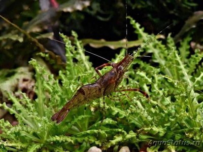 Фото Креветка красно-ржав­ая Macrobrachium Da­yanum  (photo#112315)
