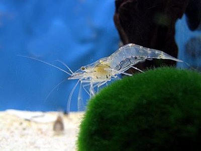 Креветка азиатская стеклянная ( Macrobrachium Lanchesteri )