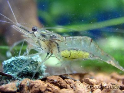 Креветка азиатская стеклянная ( Macrobrachium Lanchesteri )