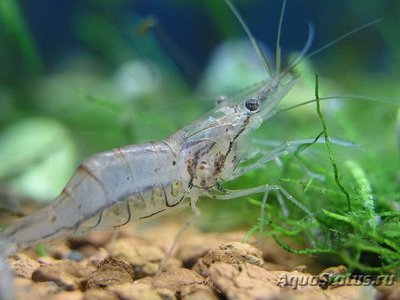 Креветка азиатская стеклянная ( Macrobrachium Lanchesteri )