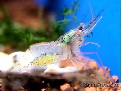 Креветка азиатская стеклянная ( Macrobrachium Lanchesteri )
