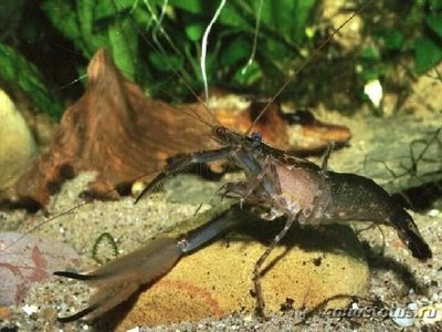 Креветка цейлонская ( Macrobrachium Scabriculum )