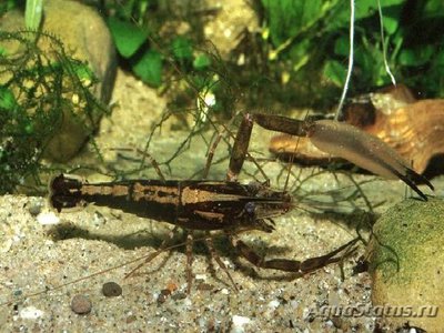 Креветка цейлонская ( Macrobrachium Scabriculum )