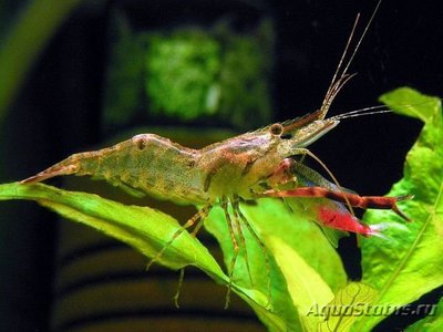 Креветка кольцерукая ( Macrobrachium assamense )