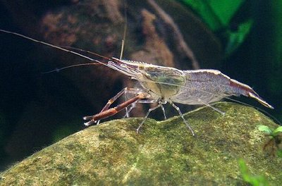 Креветка кольцерукая ( Macrobrachium assamense )