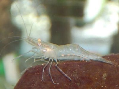 Креветка хамелеон ( Macrobrachium Lamarrei Lammarei )