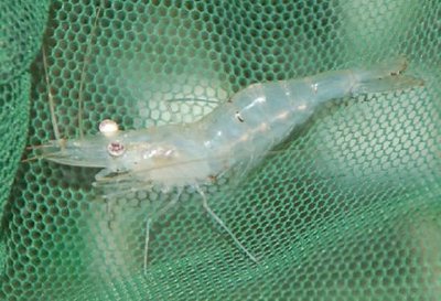 Креветка хамелеон ( Macrobrachium Lamarrei Lammarei )
