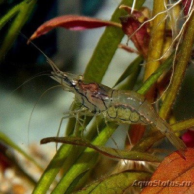Макробрахиум хамелеон ( Macrobrachium pilimanus )