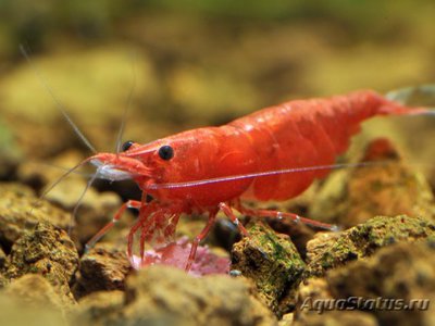 Креветка Cакура ( Neocaridina heteropoda var. Sakura )