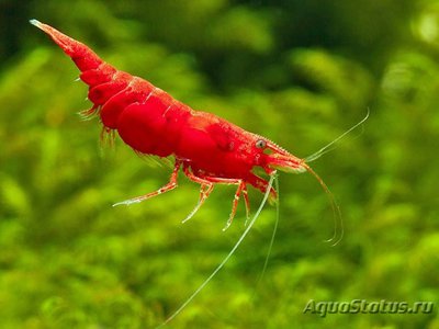 Креветка Cакура ( Neocaridina heteropoda var. Sakura )