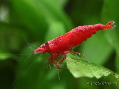 Креветка Cакура ( Neocaridina heteropoda var. Sakura )