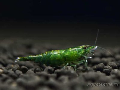 Креветка зеленый неф­рит (Neocaridina het­eropoda var. Green Jade)