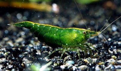 Креветка зеленый неф­рит (Neocaridina het­eropoda var. Green Jade)