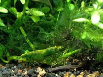 Креветка зеленый неф­рит (Neocaridina het­eropoda var. Green Jade)