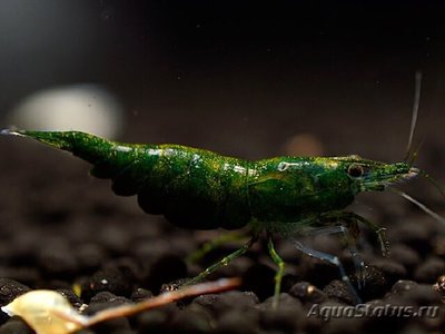 Креветка зеленый неф­рит (Neocaridina het­eropoda var. Green Jade)