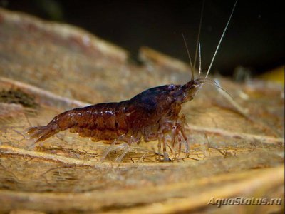 Неокардина шоколадная ( Neocardina Heteropoda Var. Chocolate )