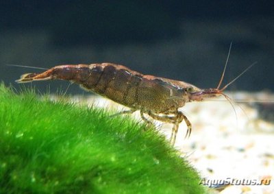 Неокардина шоколадная ( Neocardina Heteropoda Var. Chocolate )