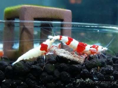 Креветка пчела краснополосая ( Red Line Shrimp )