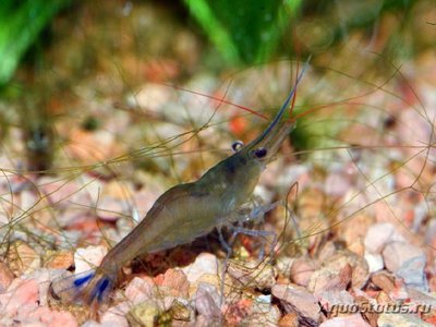 Креветка пчела голубоногая ( Caridina caerulea )