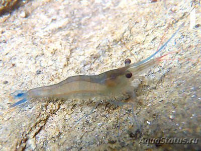 Креветка пчела голубоногая ( Caridina caerulea )