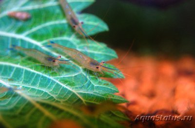 Креветка пчела голубоногая ( Caridina caerulea )