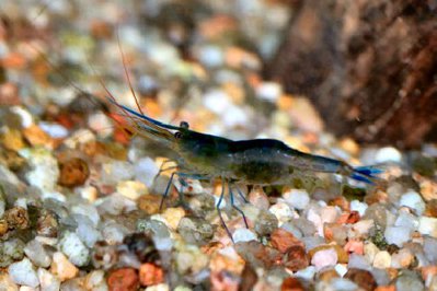 Креветка пчела голубоногая ( Caridina caerulea )