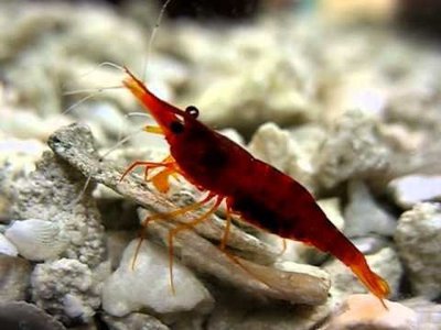 Желтоносая креветка (Caridina Brachydactyla, Xiphocaris elongata)