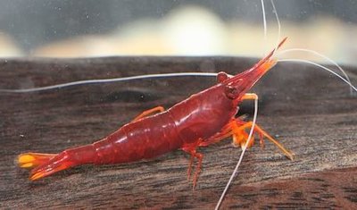 Желтоносая креветка (Caridina Brachydactyla, Xiphocaris elongata)