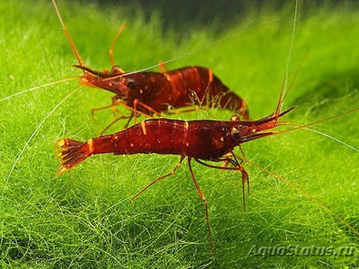 Желтоносая креветка (Caridina Brachydactyla, Xiphocaris elongata)