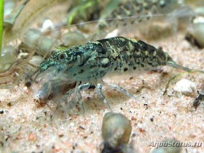 Креветка кружевная зелёная ( Green Biak Shrimp )