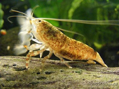 Креветка веерная американская  - фильтратор ( Atya scabra )
