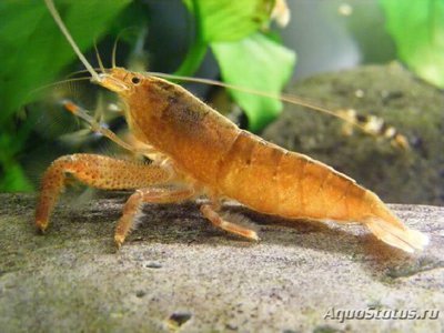 Креветка веерная американская  - фильтратор ( Atya scabra )
