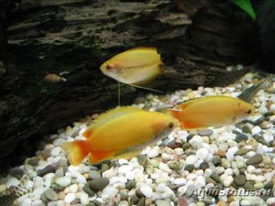 Фото Нано Лялиус жёлтый Colisa chuna gold  (photo#112427)