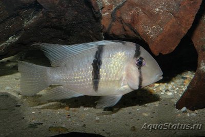 Фото Акарихтис гейя , или Акарихт полосатый Acarichthys geayi  (photo#112429)