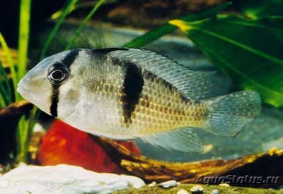 Фото Акарихтис гейя , или Акарихт полосатый Acarichthys geayi  (photo#112430)