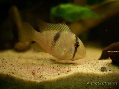 Фото Акарихтис гейя , или Акарихт полосатый Acarichthys geayi  (photo#112431)