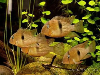 Фото Акарихтис гейя , или Акарихт полосатый Acarichthys geayi  (photo#112432)
