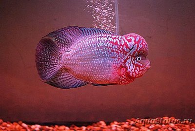 Фото Фловерхорн, Флауер Хорн Flowerhorn  (photo#112446)