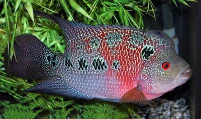 Фото Фловерхорн, Флауер Хорн Flowerhorn  (photo#112447)