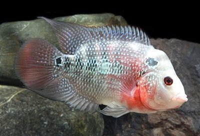 Фото Фловерхорн, Флауер Хорн Flowerhorn  (photo#112450)
