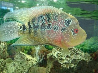 Фото Фловерхорн, Флауер Хорн Flowerhorn  (photo#112451)