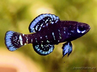 Фото Элассома эвергладей Elassoma evergladei  (photo#112542)