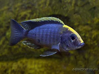 Фото Аулонокара майланда Aulonocara maylandi  (photo#112566)