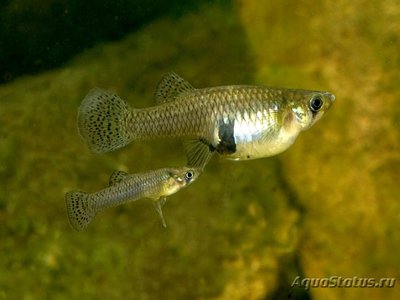 Фото Гамбузия Хольбрука Gambusia affinis holbrooki  (photo#112568)