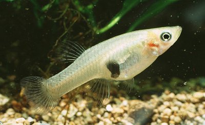 Фото Гамбузия Хольбрука Gambusia affinis holbrooki  (photo#112569)