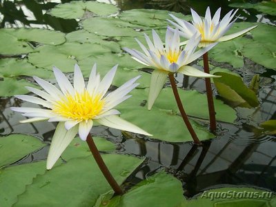 Кувшинка морская роза (Nymphaea daubenyana)